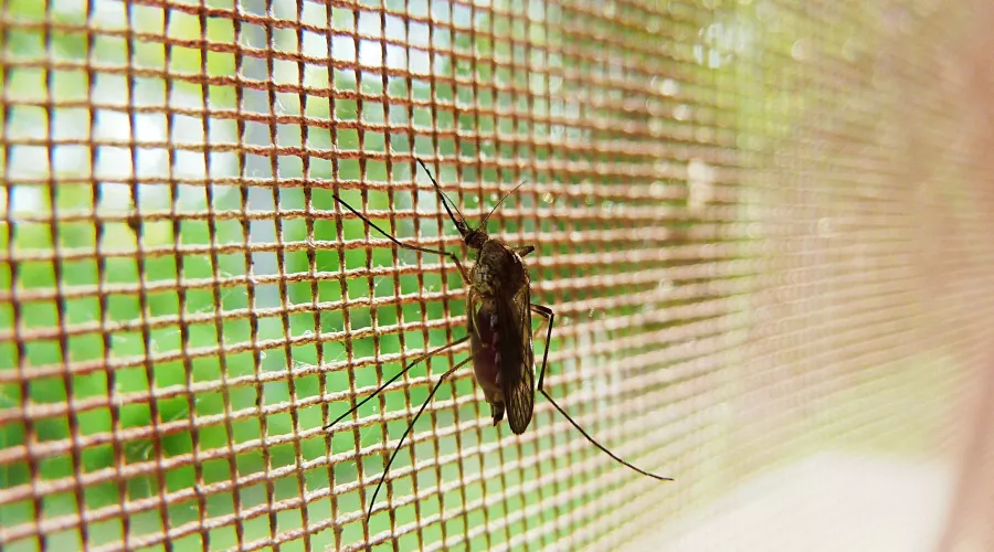 Звенящее лето: жители Бийска говорят о небывалых комарах в городе и на дачах 