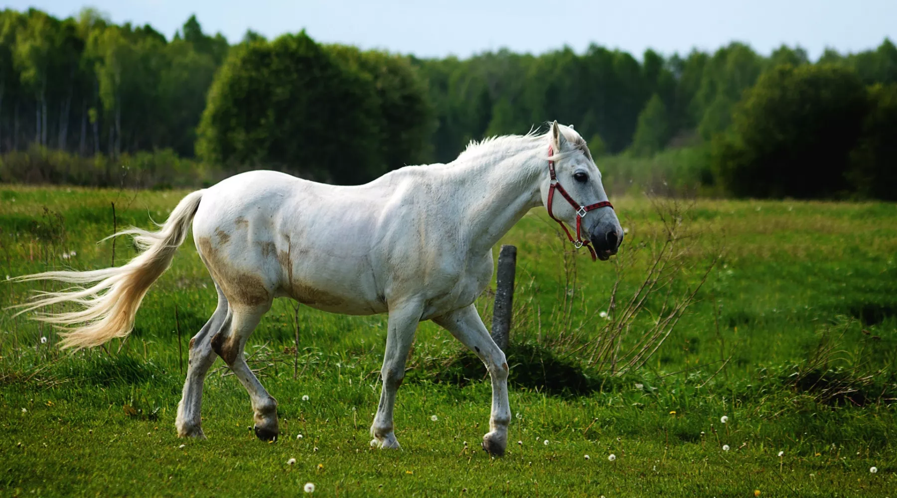Еремей-бобовник: народный календарь и приметы на 13 июня