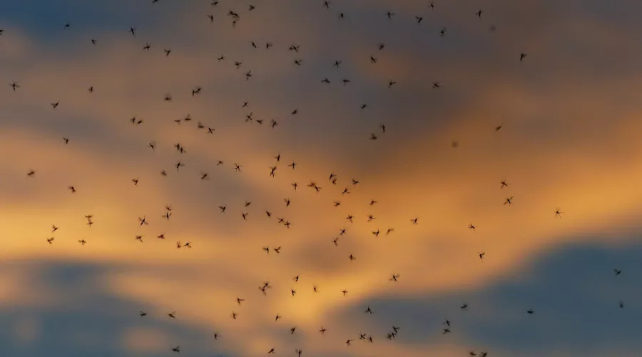 Вдвое больше: жителей Алтайского края предупредили о нашествии комаров и мошек