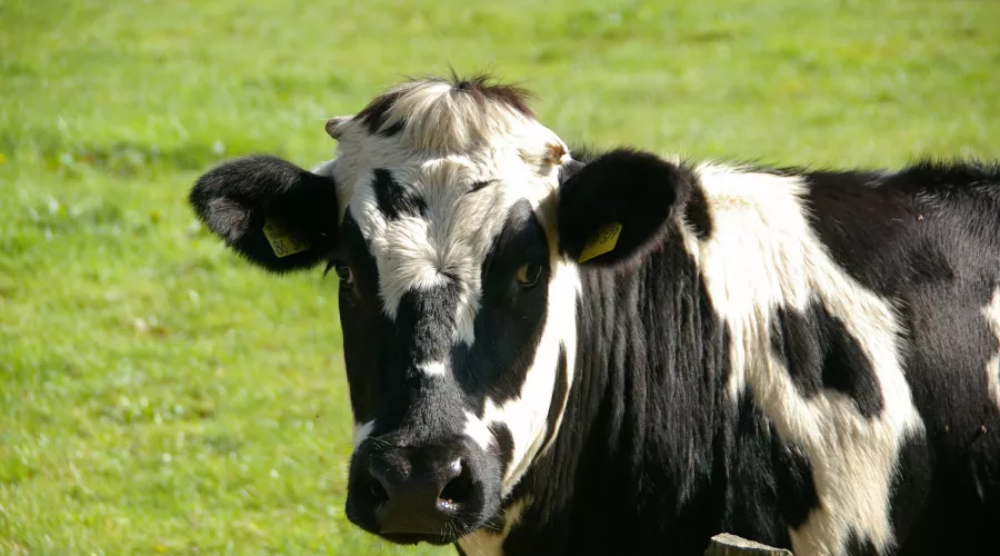 Бийская агрокомпания оказалась в лидерах по продуктивности коров 