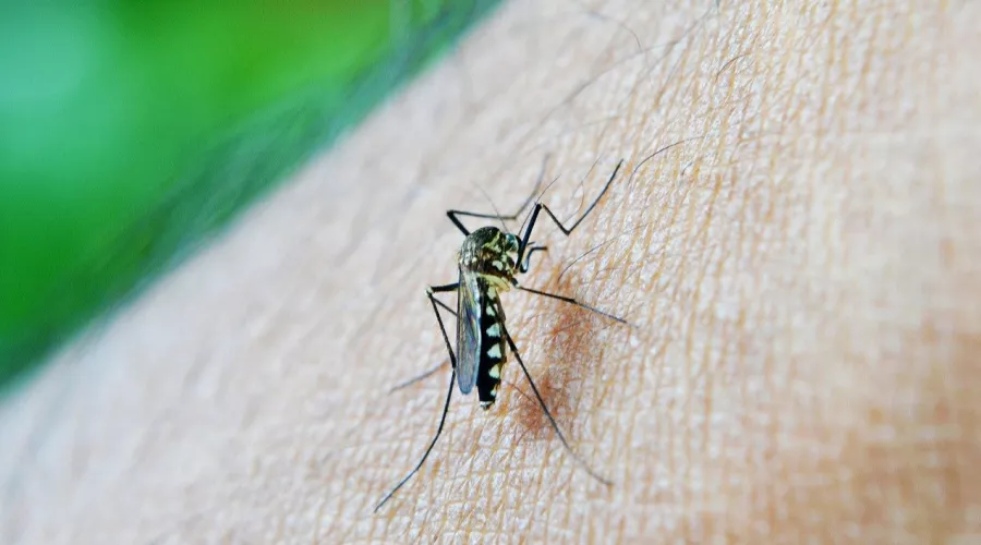 Запасаемся репеллентами: к середине июля Алтайский край ждет новая волна комаров
