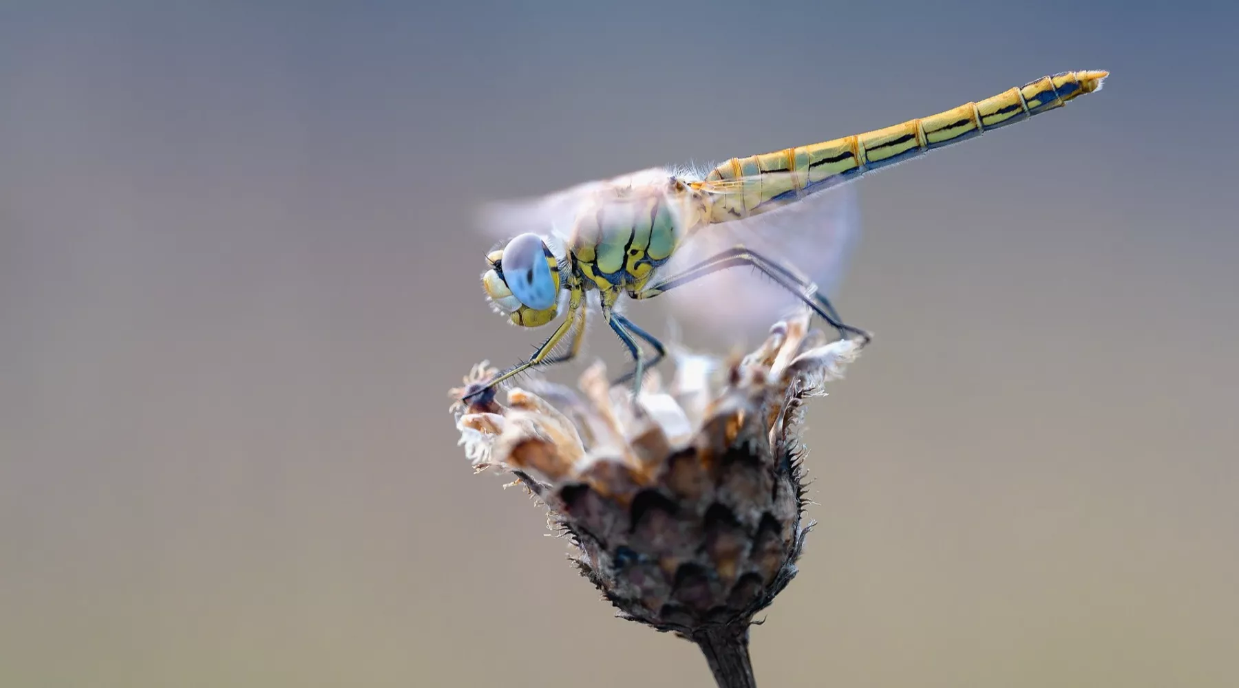 На «борьбу» с комарами в Алтайском крае вылетели стрекозы 