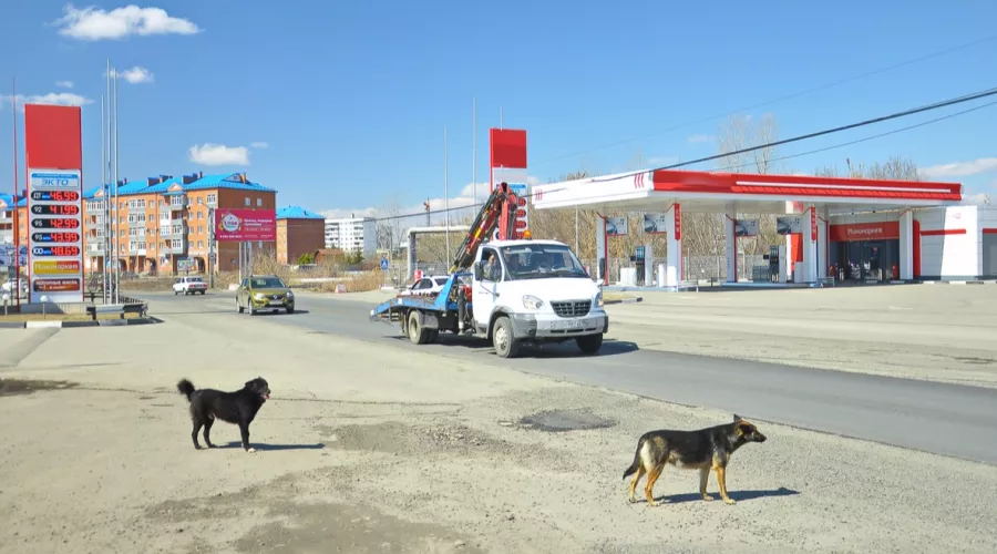 Городам Алтайского края увеличат финансирование на отлов бродячих животных