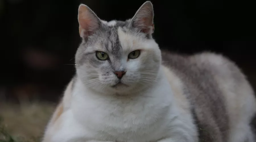 Толстый кот. Ожирение. Полнота
