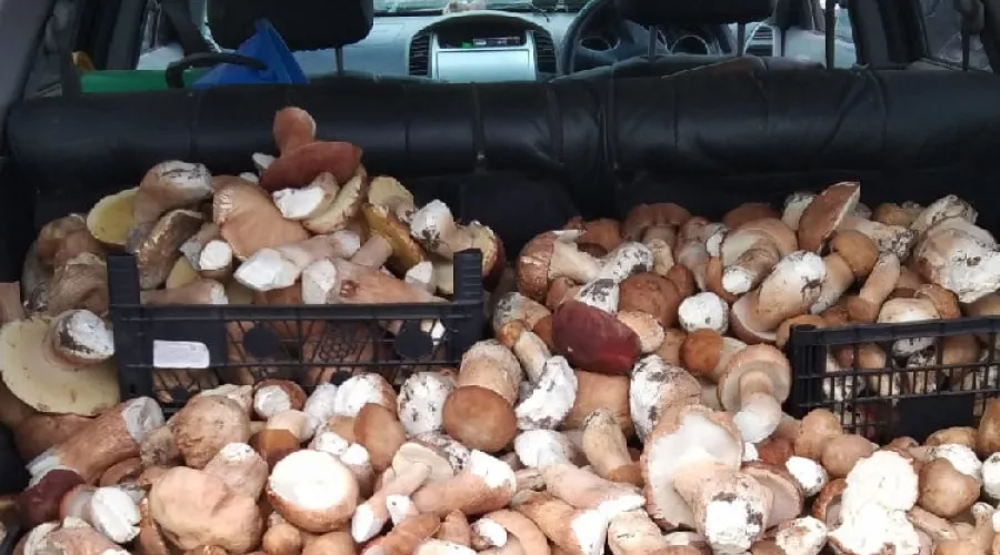 Счастье для грибника: жители Алтайского края собирают белый гриб и лисички