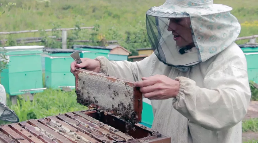Алтайский край занимает первое место в Сибири по производству меда