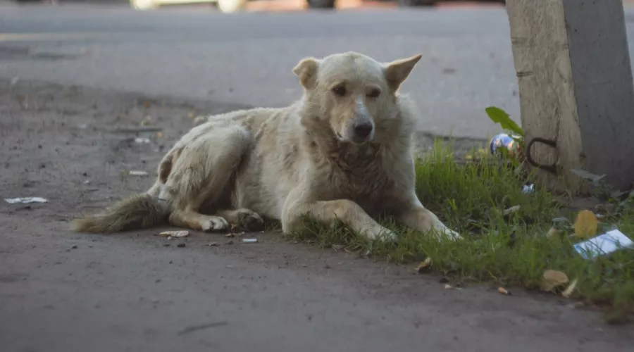 Четвероногие оккупанты: бездомные собаки захватили улицу Мухачева в Бийске 