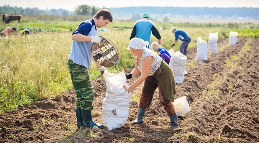 Рекордный урожай картофеля и овощей в этом году соберут в Алтайском крае 