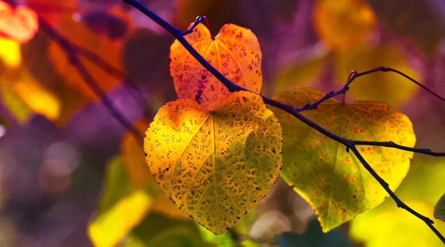 Осень, желтые листья, сентябрь