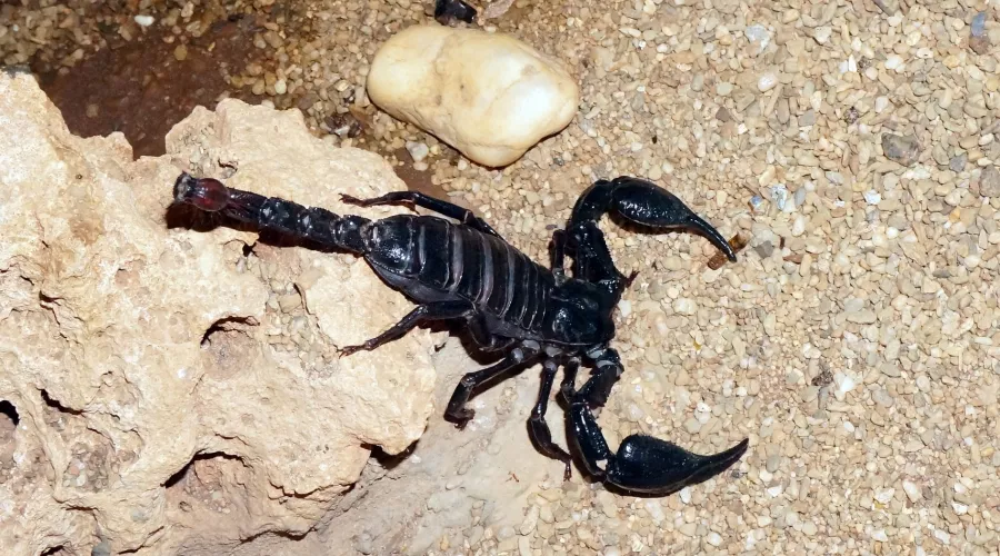 В подъезде жилого дома в Алтайском крае обнаружили чёрного скорпиона 