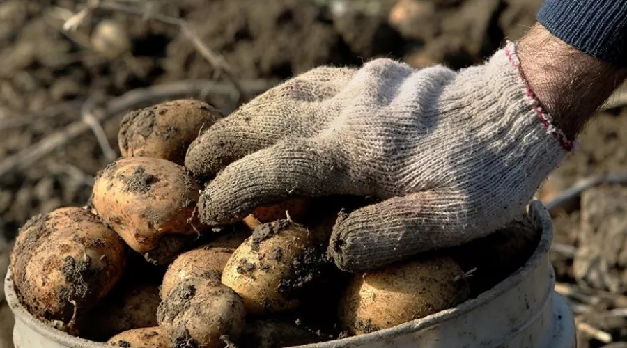 Картофельфест-2021: жители Алтайского края активно копают «самый главный овощ» 