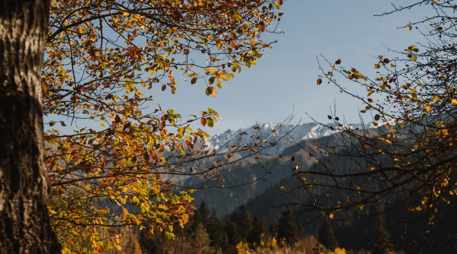 Республика Алтай и Алтайский край этой осенью пользуются спросом у туристов