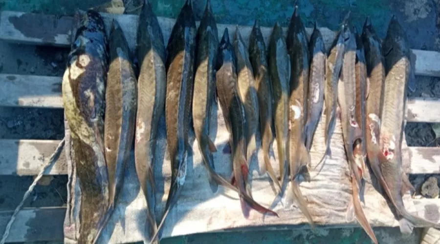15 стерлядей и налим: в Бийске задержали рыбака-браконьера