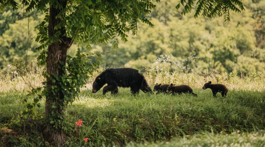 Нежданные гости: в Горном Алтае медведи вышли к людям
