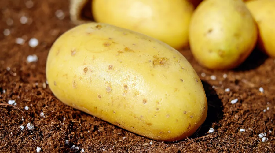 Жительница Алтайского края вырастила клубень картофеля весом 1,5 килограмма