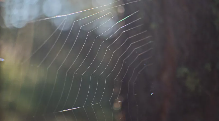 В Бийске в лесу на АБ обнаружили крупных ядовитых пауков