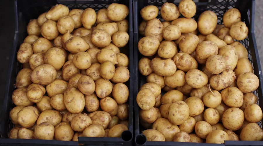 На вес золота: в Бийске наблюдается дефицит картошки