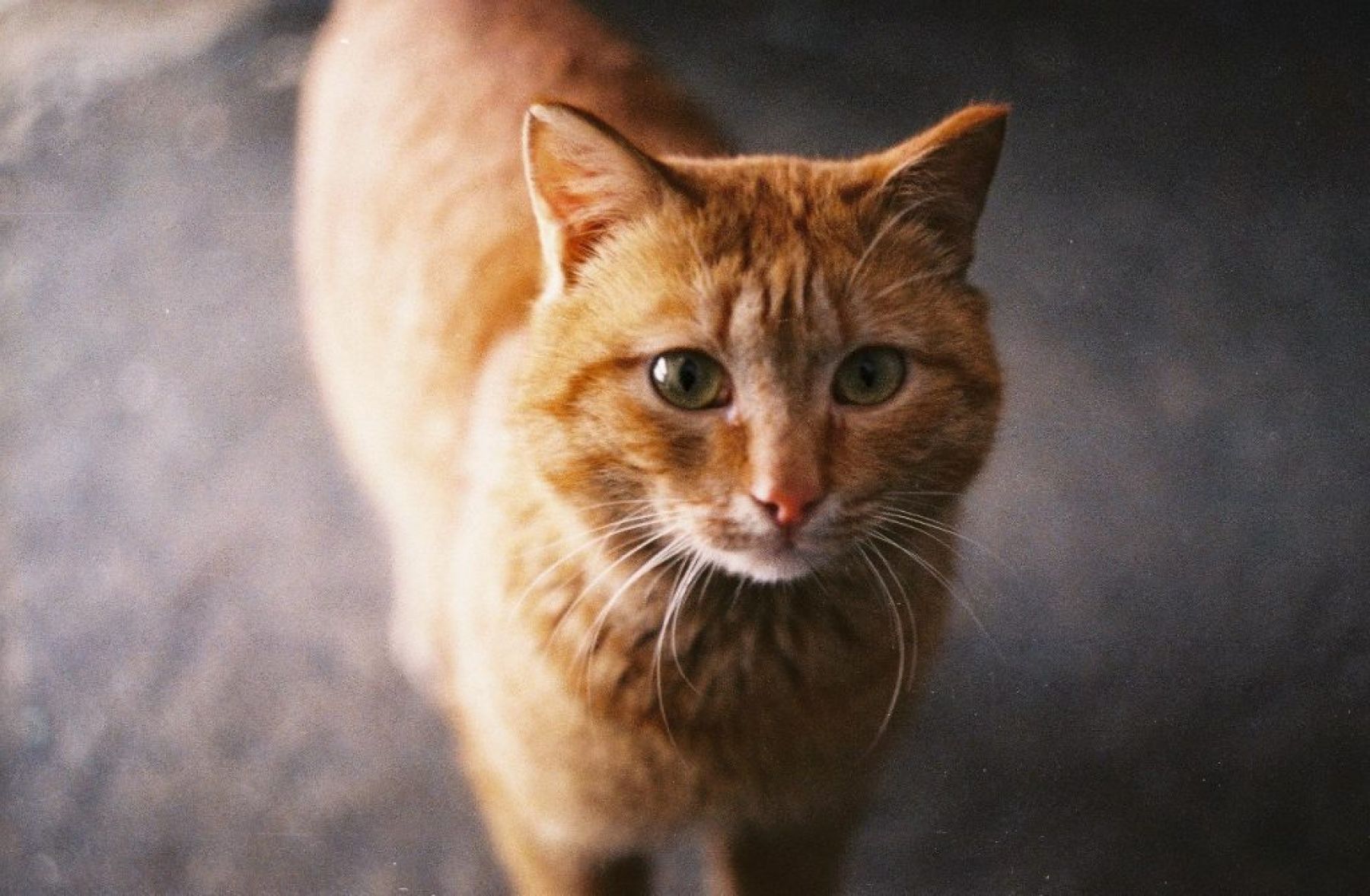 Бийский фотограф Влада Чубаева выбрала для работы «Зенит-11» 1985 года