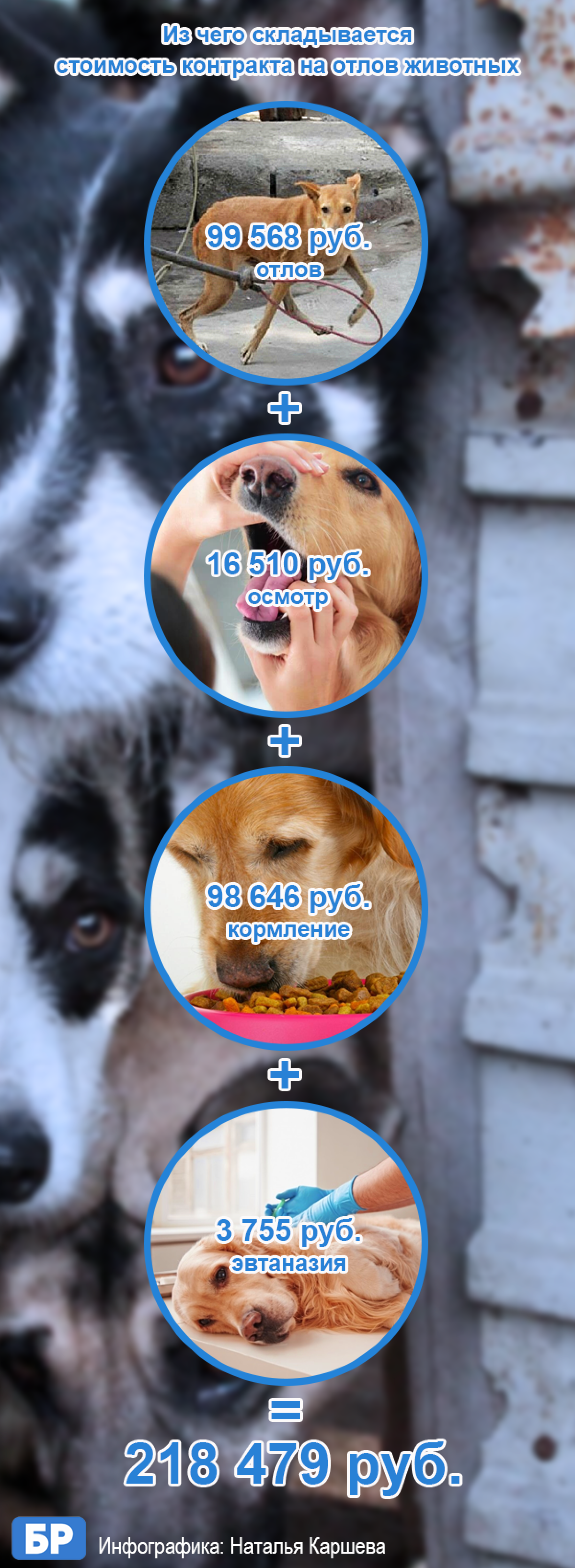 Бийск вновь ищет ловцов собак