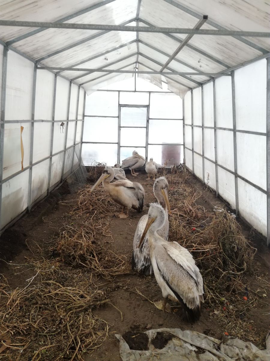 Редкие кудрявые пеликаны будут зимовать на Алтае