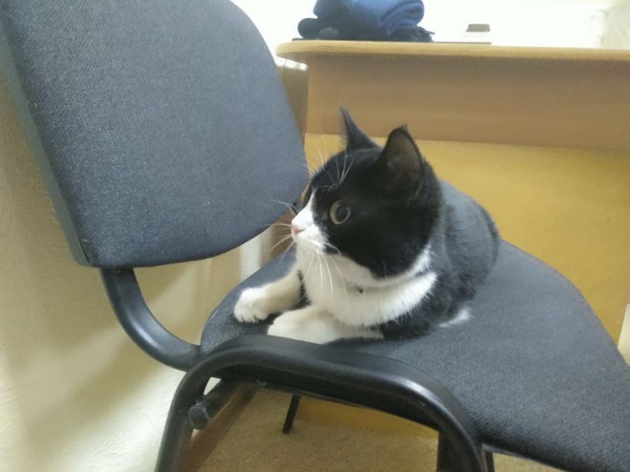Домашний кот ждет хозяина в редакции «Бийского рабочего»