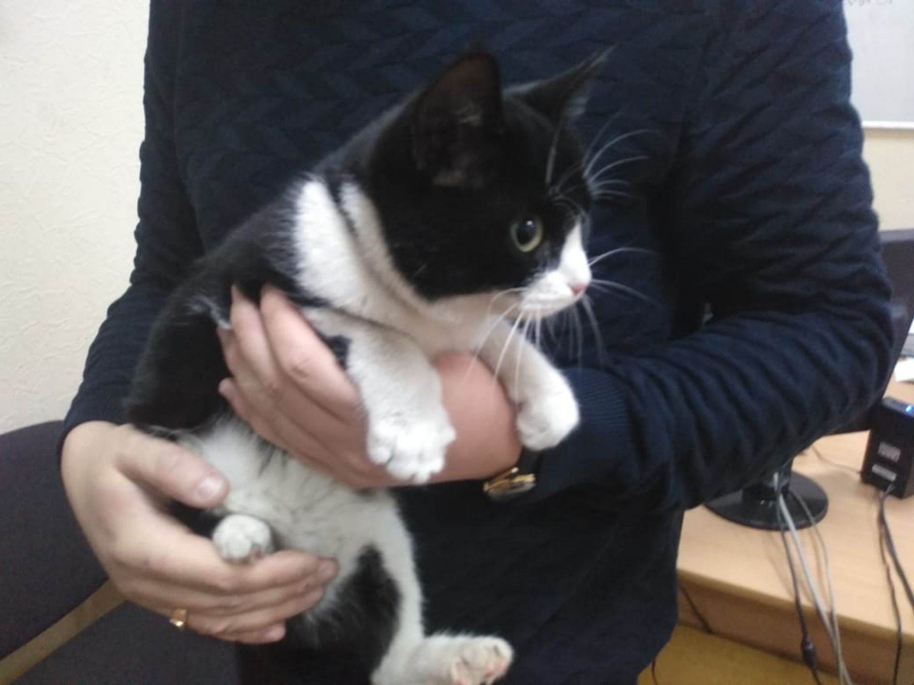 Домашний кот ждет хозяина в редакции «Бийского рабочего»