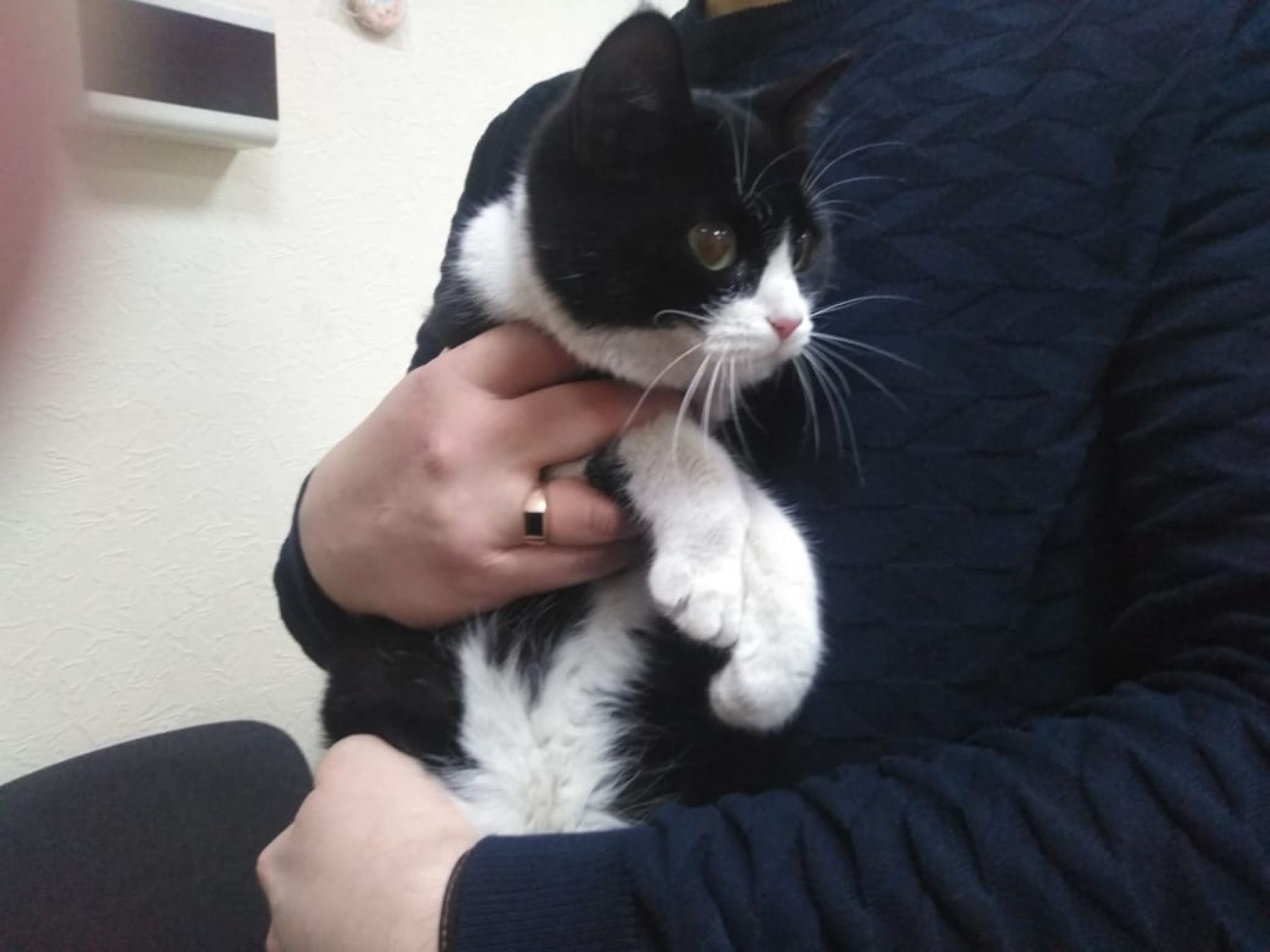 Домашний кот ждет хозяина в редакции «Бийского рабочего»