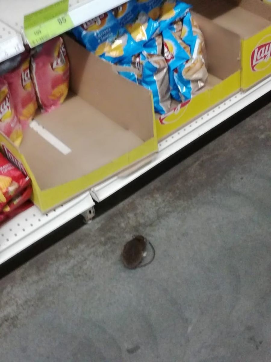 Бийчане обнаружили мышь в продуктовом магазине
