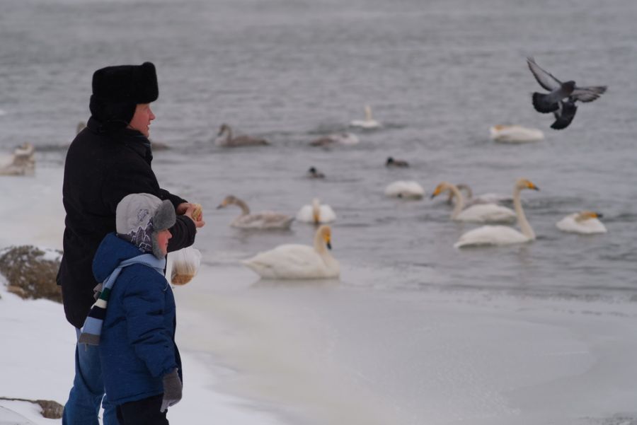 От лебедя к пельменю: как бийчане отпраздновали «Алтайскую зимовку» 