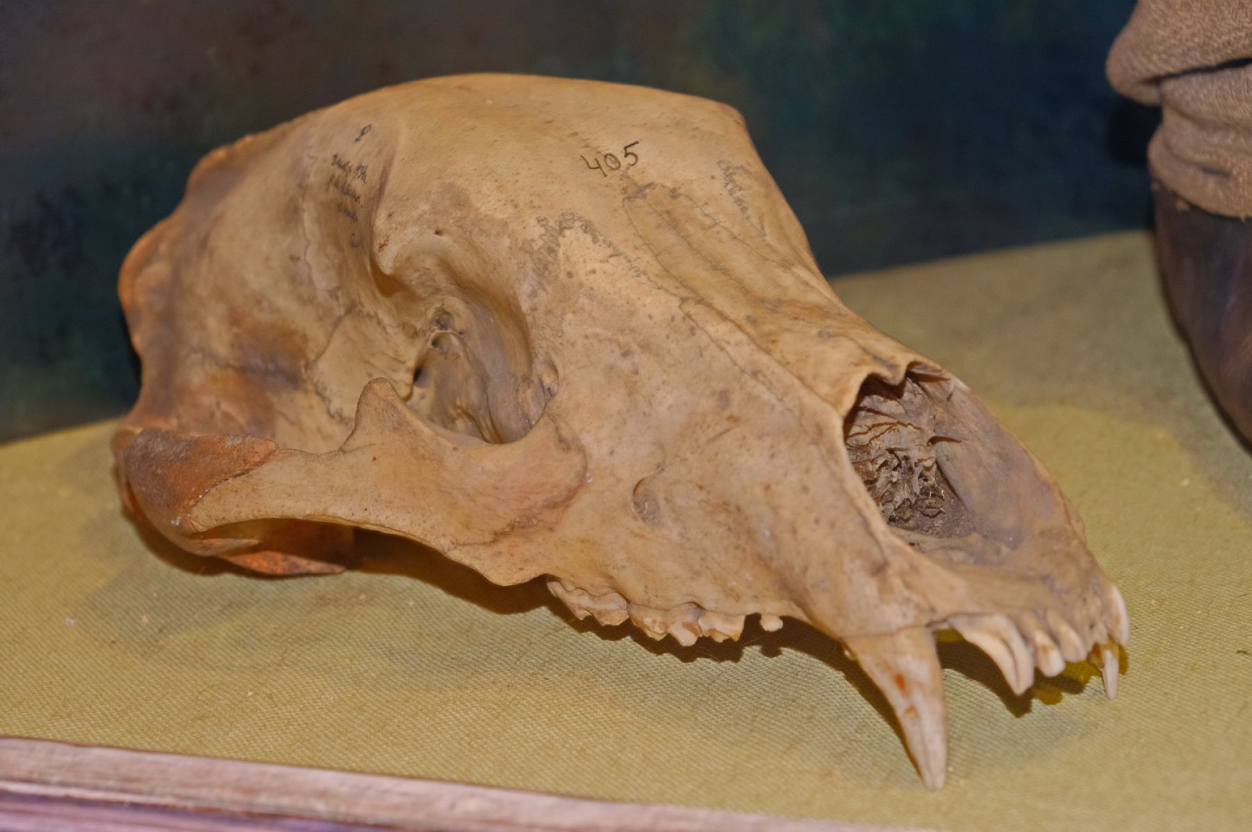 На грани: от древнего народа в Бийске осталось 2,5 тысячи человек