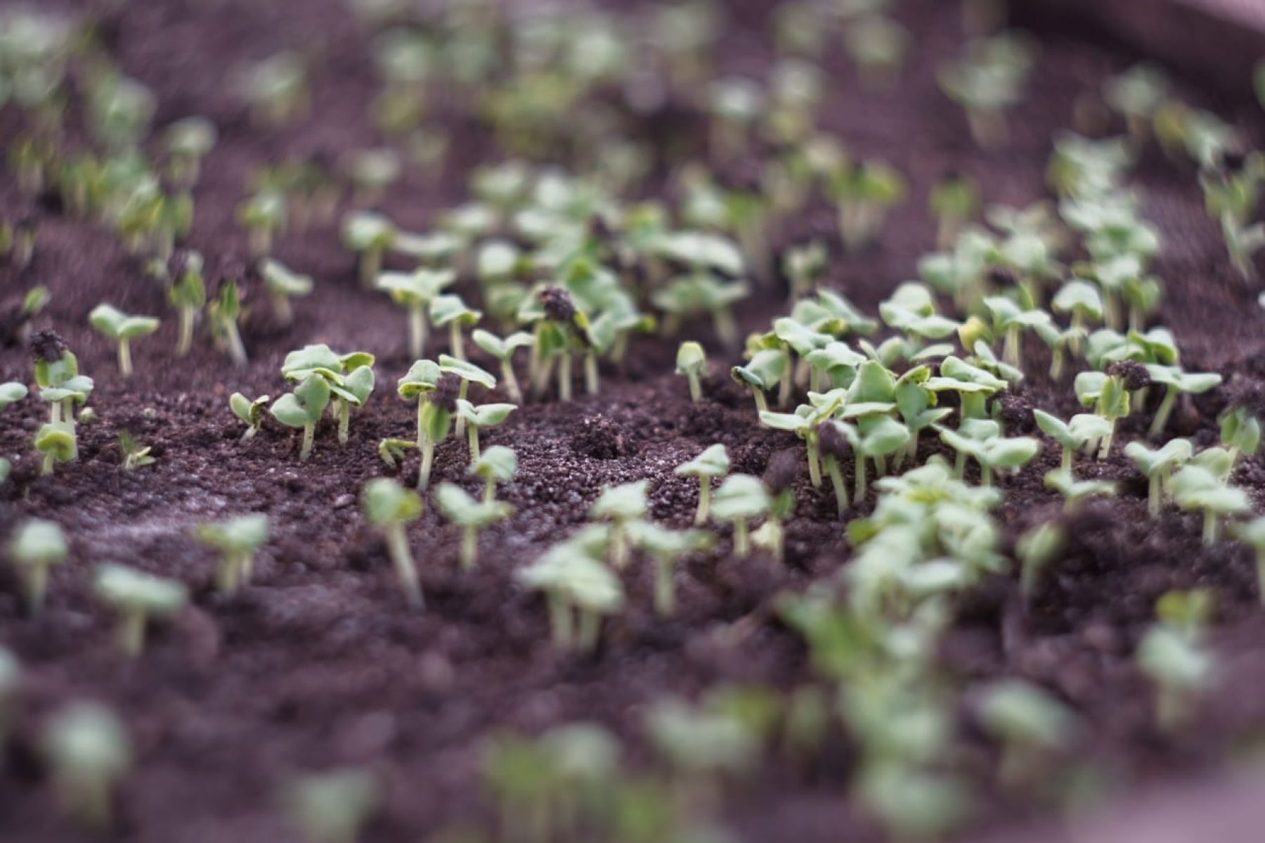 Цветы для городских клумб уже посеяны и взошли