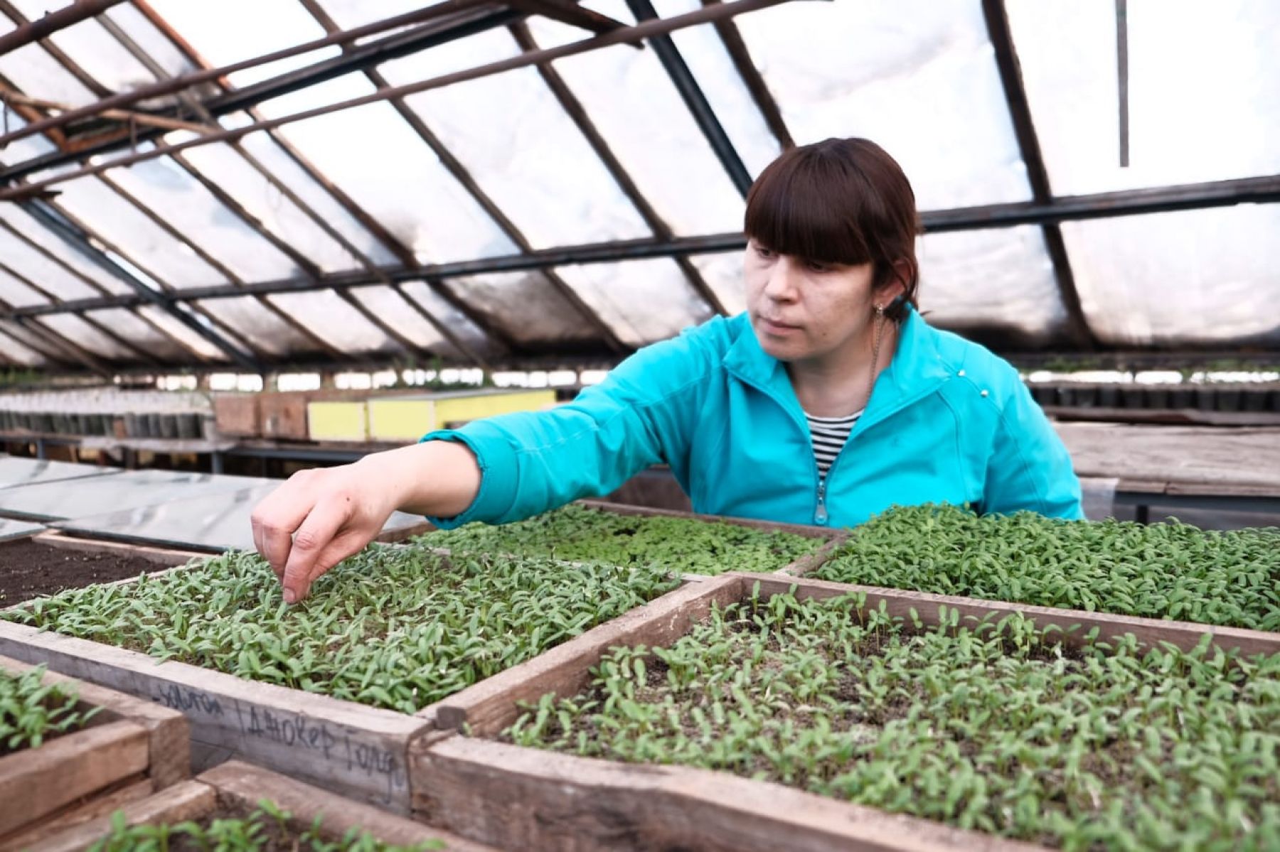 Цветы для городских клумб уже посеяны и взошли