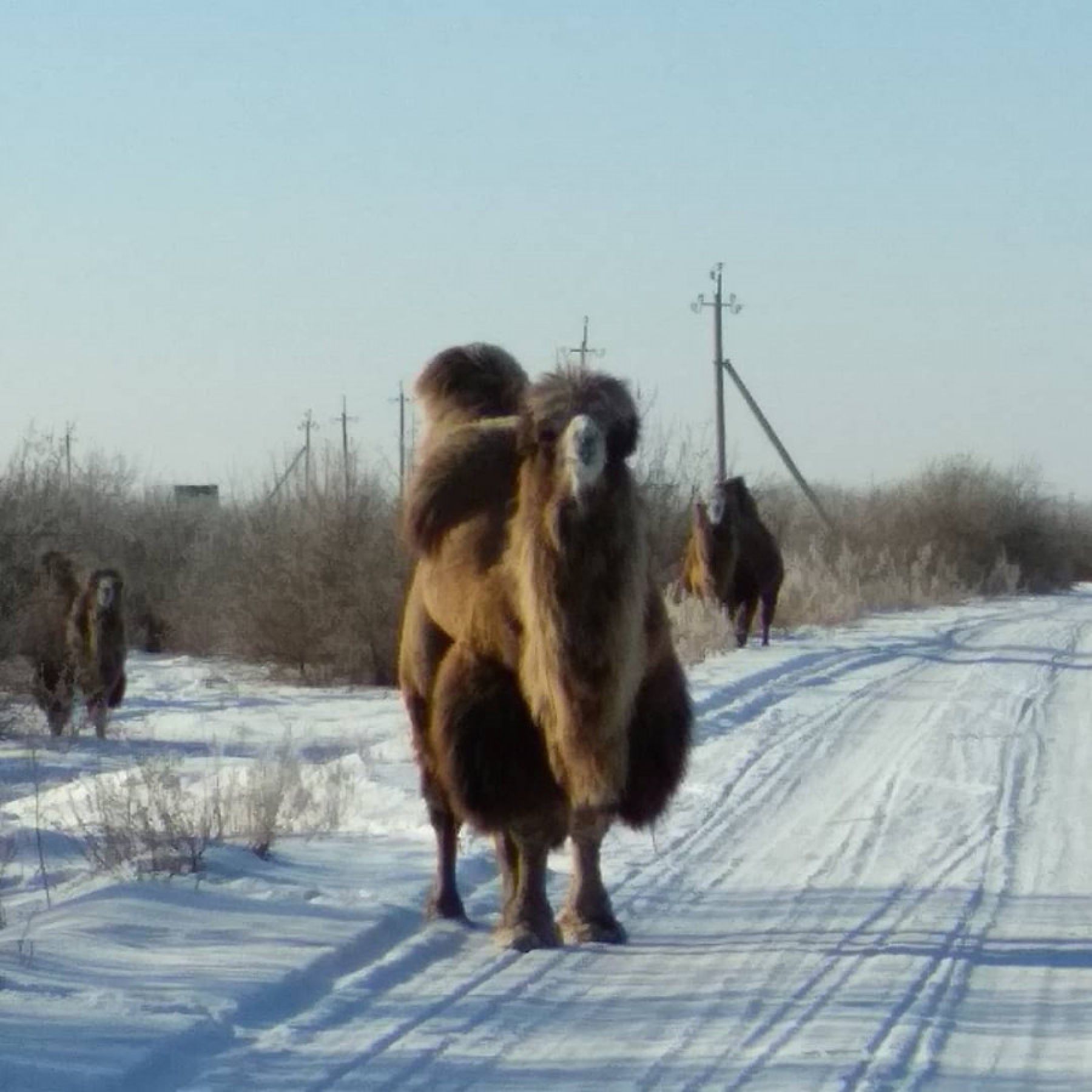Верблюды перекрыли движение на алтайской трассе