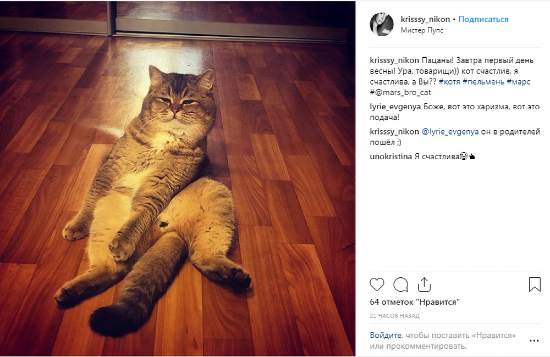 Их любят все: День кошек в инстаграмах бийчан