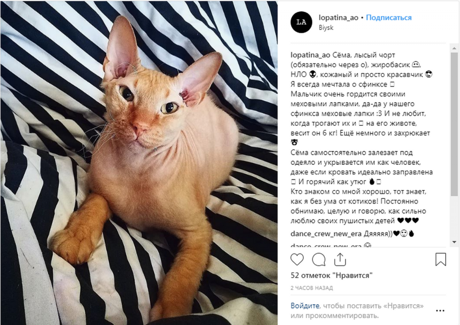 Их любят все: День кошек в инстаграмах бийчан