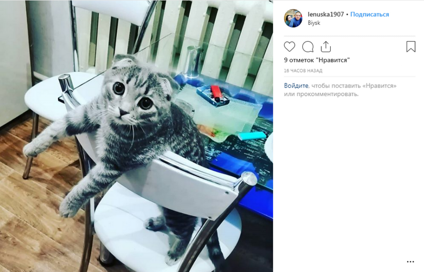 Их любят все: День кошек в инстаграмах бийчан