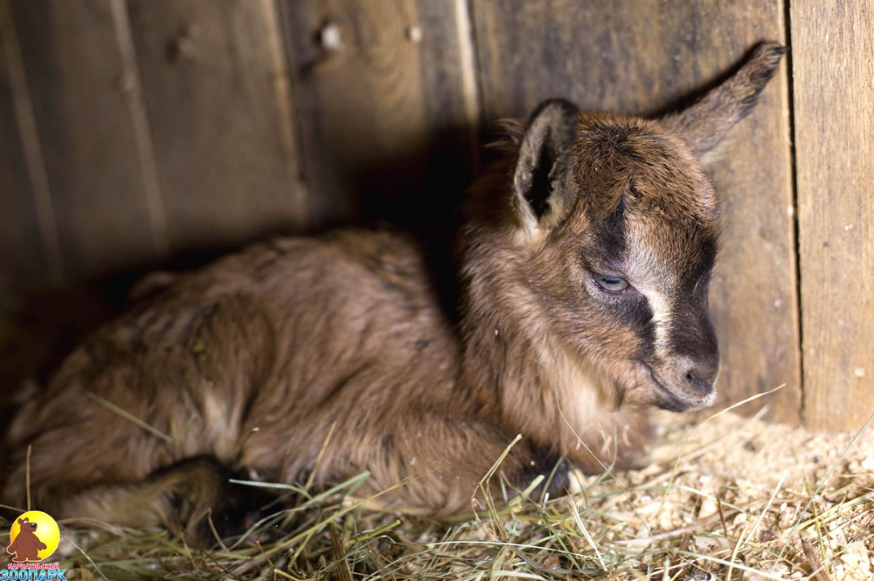 Очаровательные малыши: в Барнаульском зоопарке пополнение!