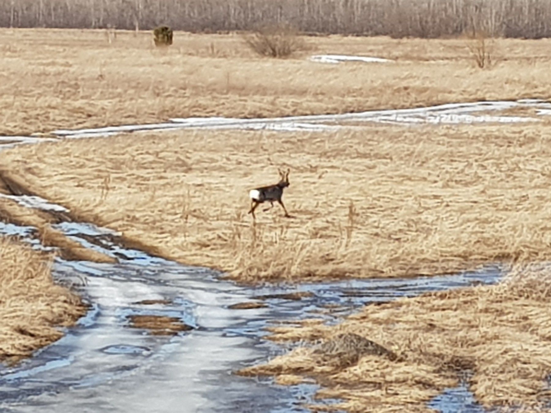 Бийчанин столкнулся с косулей на окраине города 