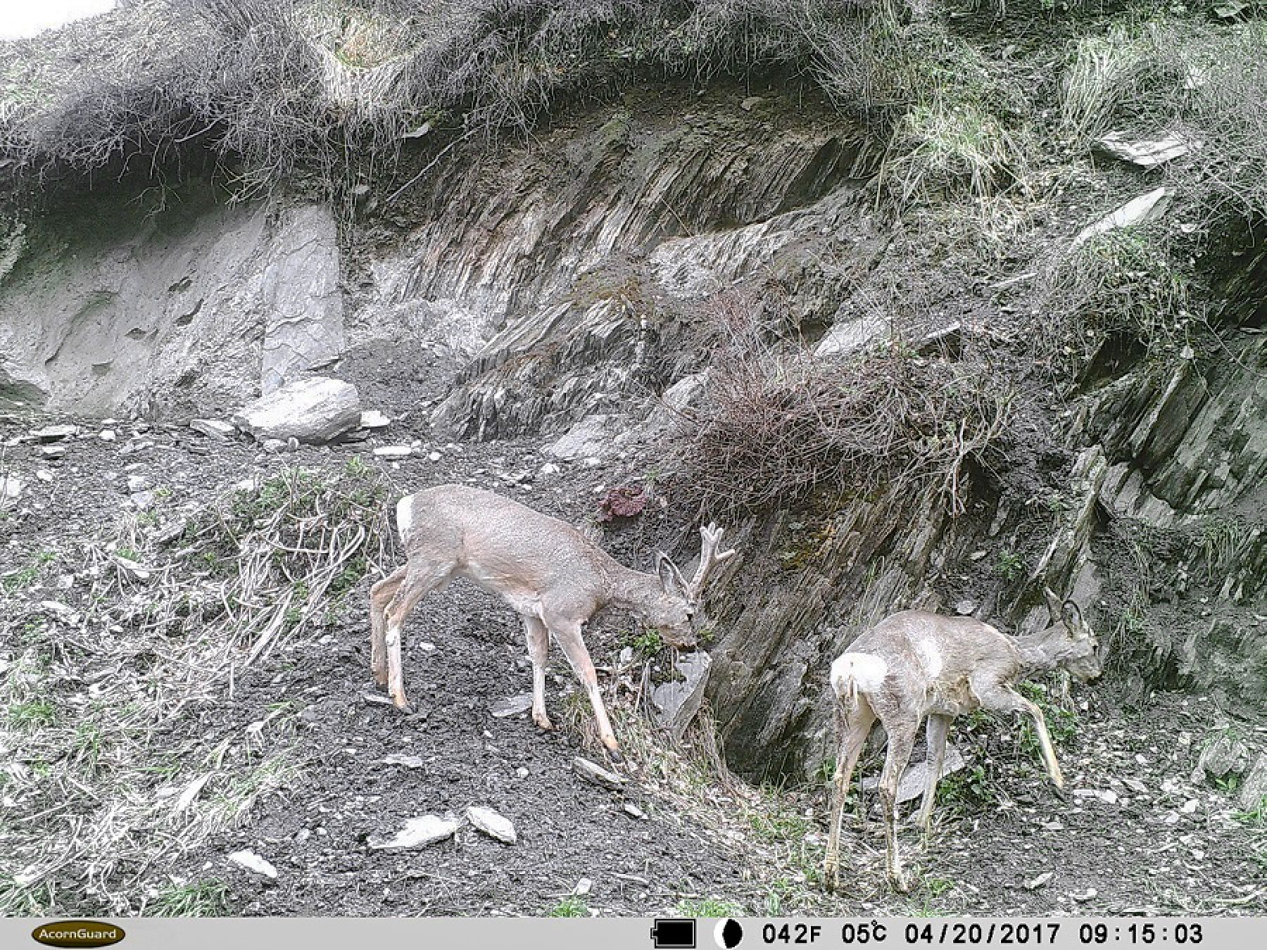 Бийчанин столкнулся с косулей на окраине города 