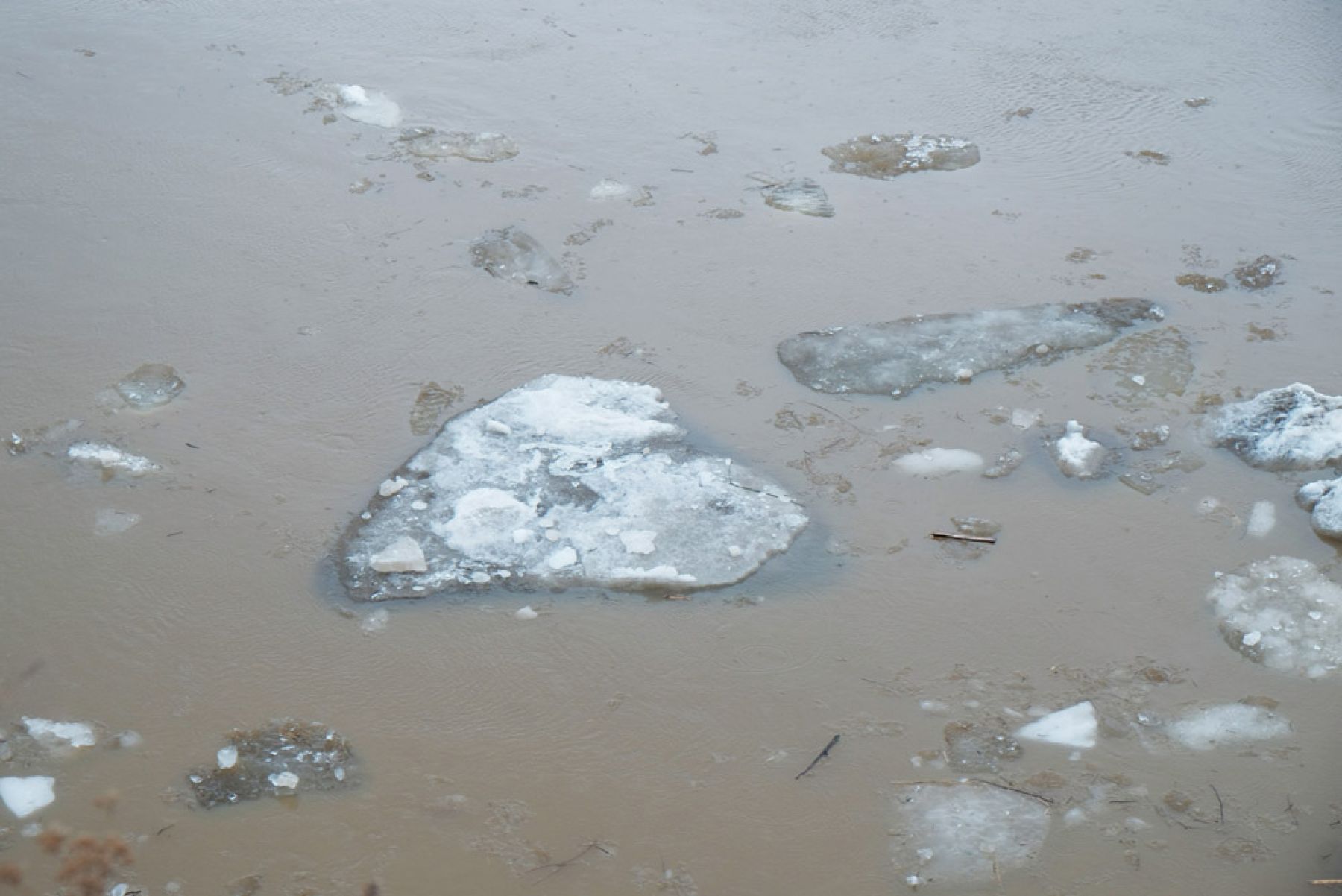 Ледоход идет на Бии и Оби