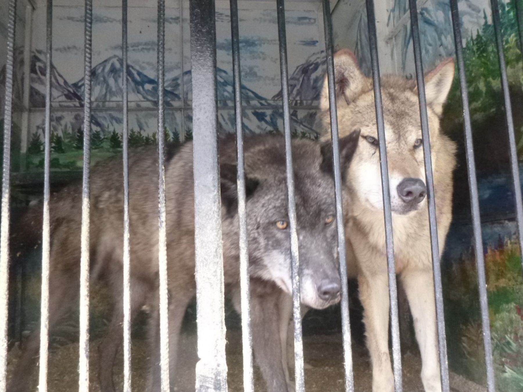 Перевозку за границу экзотических зверей пресекли алтайские таможенники 