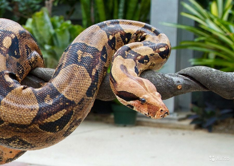 Три с половиной метра змей продают в Бийске