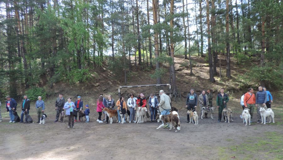 Выставка охотничьих собак прошла в Бийске 