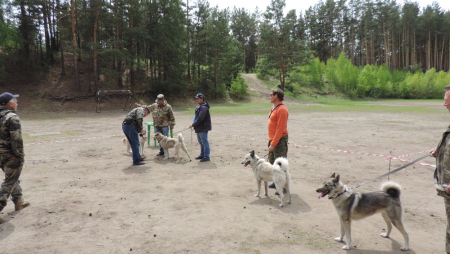 Выставка охотничьих собак прошла в Бийске 