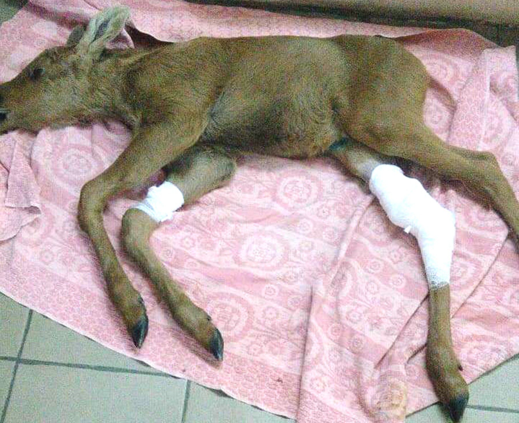 Четыре часа делали операцию лосенку, сбитому на алтайской трассе