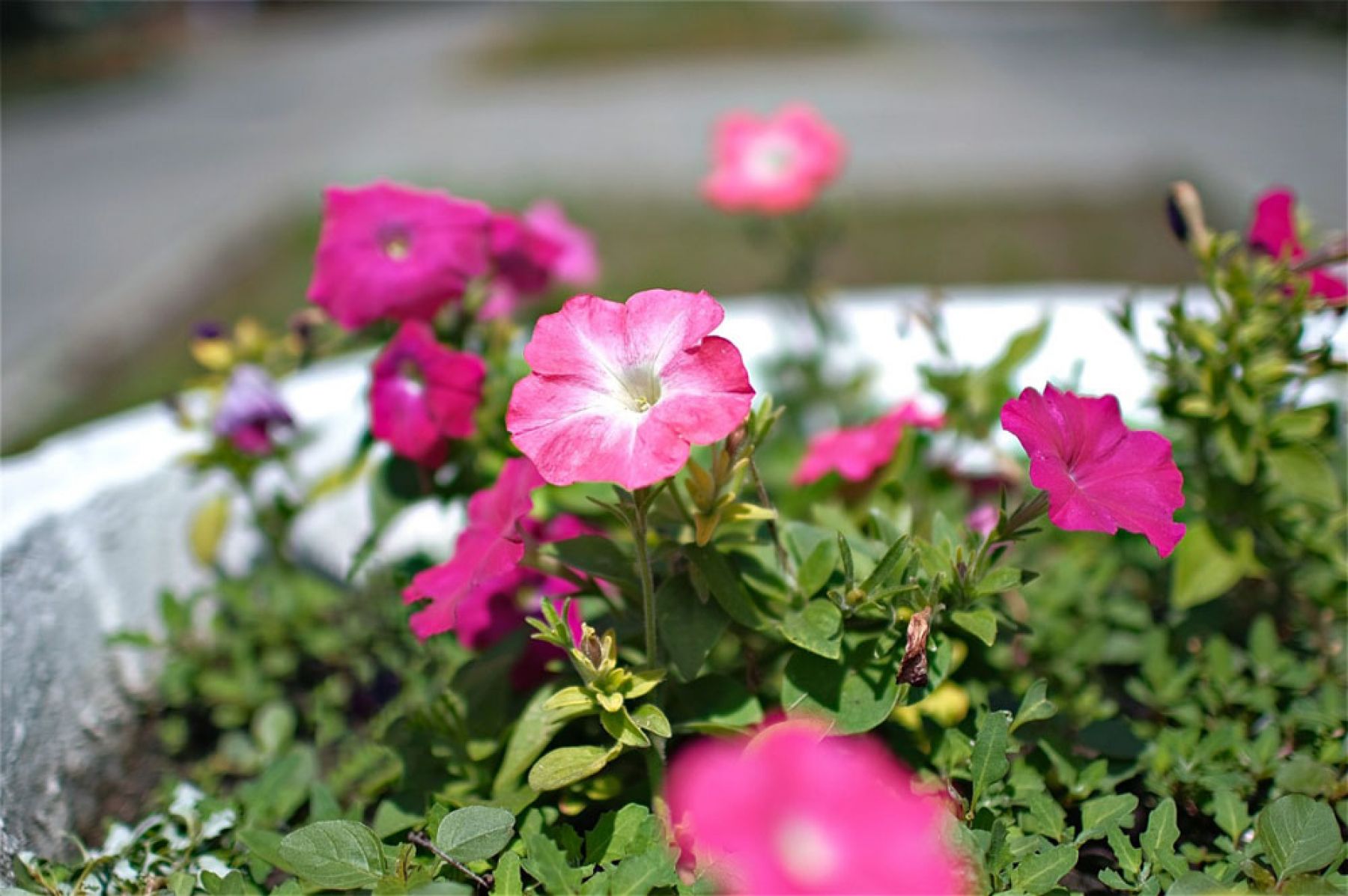 Фотовзгляд: знойный июльский день в городе