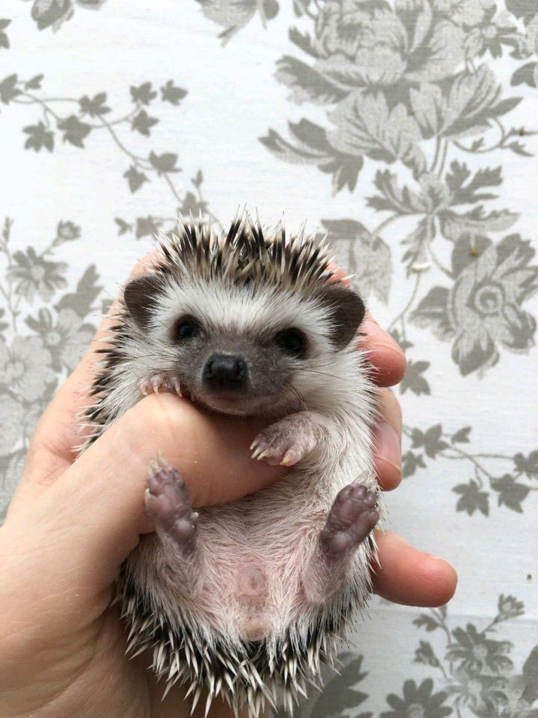 Ежи, бивни мамонта и даже грязь: что необычного продают в Бийске