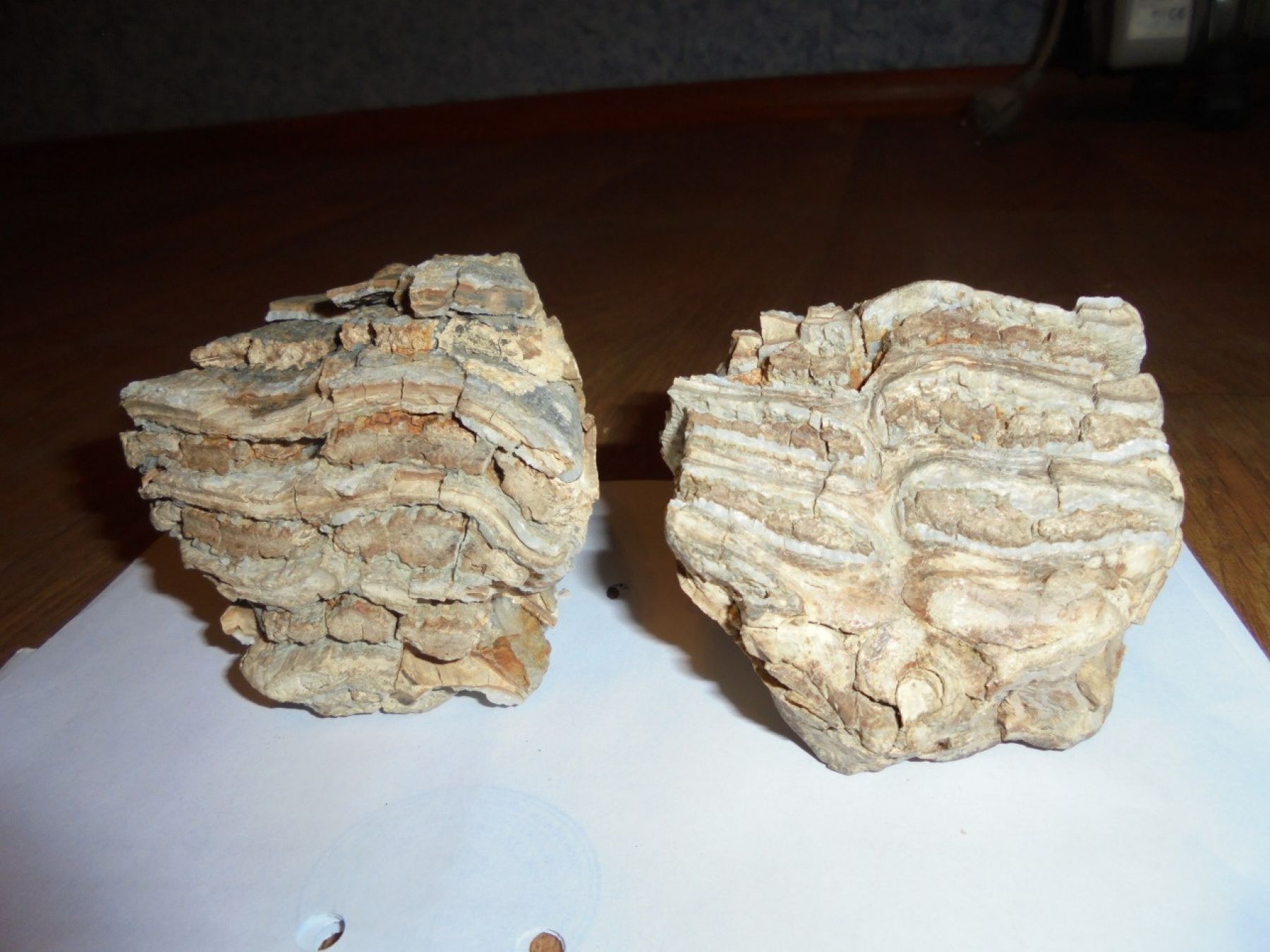 Ежи, бивни мамонта и даже грязь: что необычного продают в Бийске