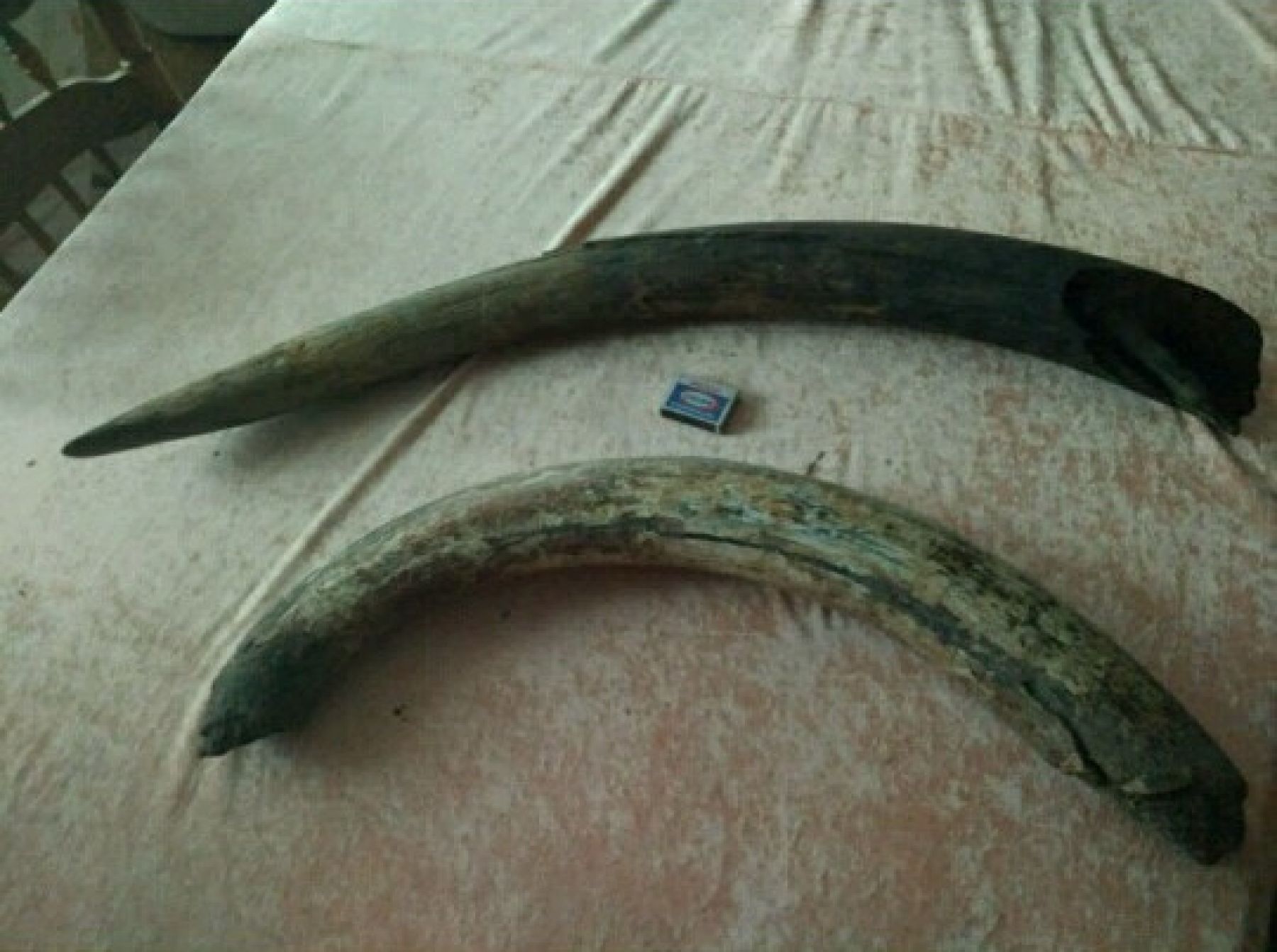 Ежи, бивни мамонта и даже грязь: что необычного продают в Бийске