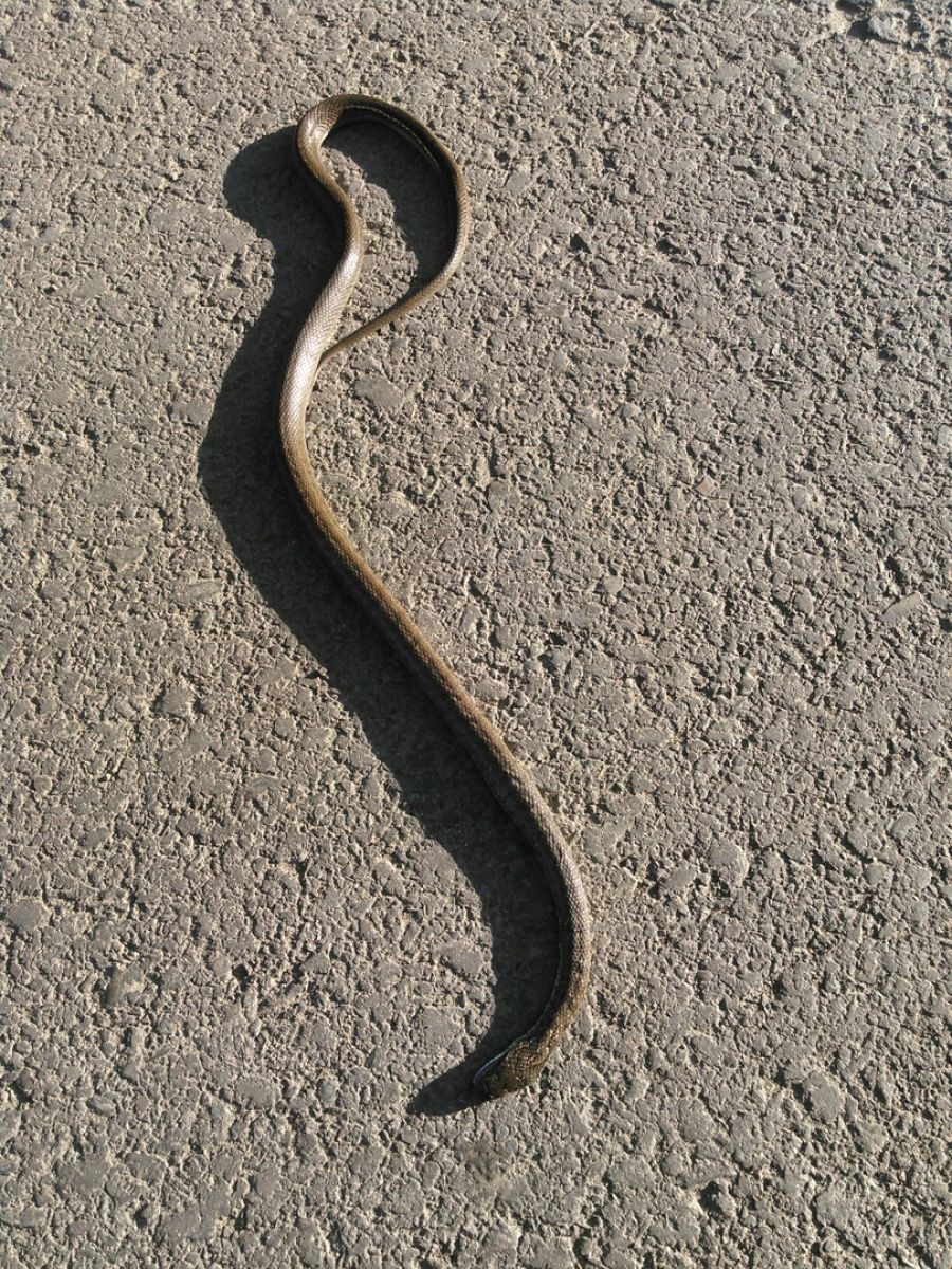 Бийчане пытаются определить вид змеи, найденной на дороге в промзоне 